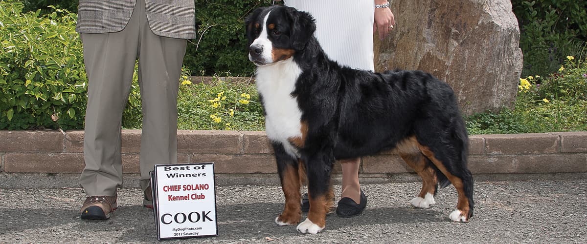 Janta - Bernese Mountain Dog Best in Chief Solano 2017