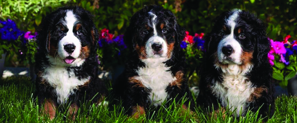 bernese mountain dog puppies laying in grass